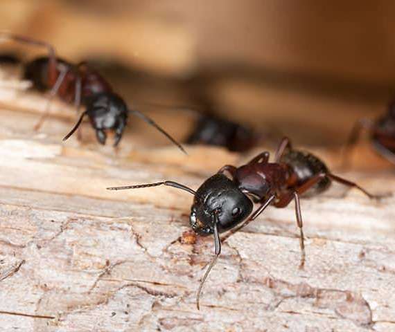 Carpenter ants crawling on wood