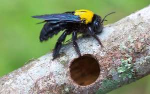 A Carpenter Bee chewing through a wooden branch