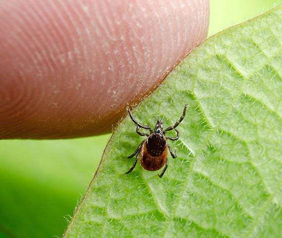 A Tick crawling on a leaf with a finger next to it