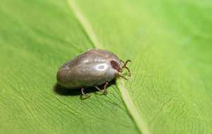 A tick crawling on a leaf