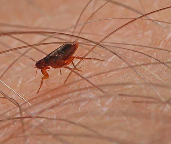 A Flea on a humans skin in between their body hair.