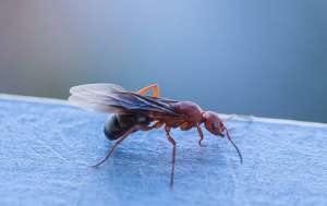 A flying ant resting on a ledge