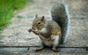 A squirrel on the sidewalk chewing on a shelled peanut