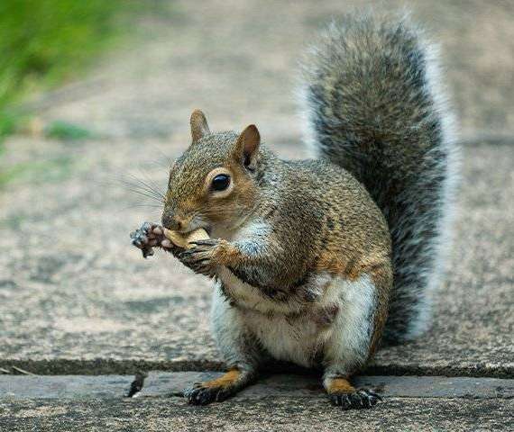 A squirrel on the sidewalk chewing on a shelled peanut