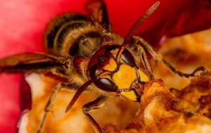 A hornet on fruit