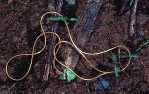 A horsehair worm in the dirt