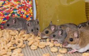 Five Mice eating cereal