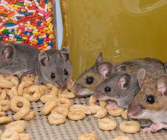 Five Mice eating cereal