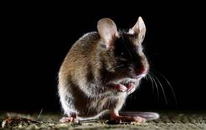 A house mouse sitting in the dark