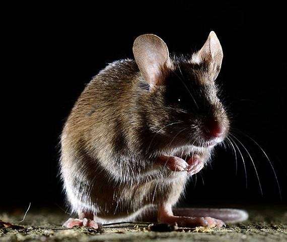 A house mouse sitting in the dark