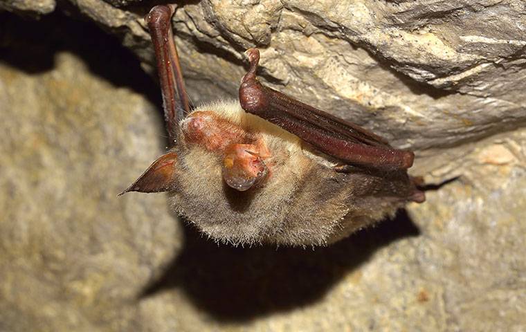 A little brown bat in a cave