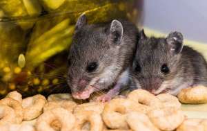Two Mice chewing on cereal