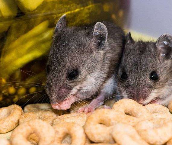 Two Mice chewing on cereal