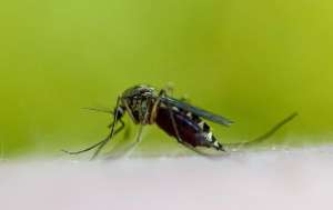 mosquito drinking blood from a human's skin