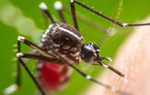 Closeup of a mosquito biting sucking the blood from a human's skin