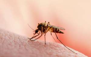 A mosquito sucking the blood out of a human's skin
