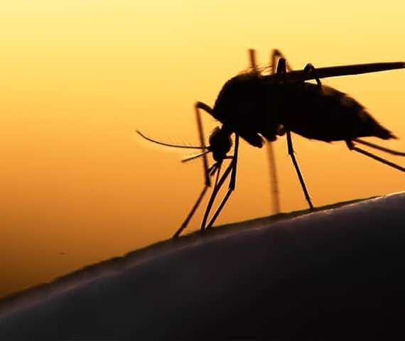 A mosquito biting skin in the evening