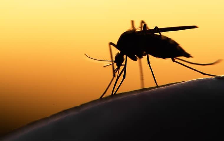 A mosquito biting skin in the evening