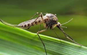 Mosquito on a leaf