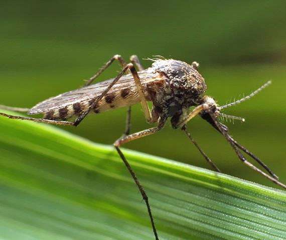 Mosquito on a leaf