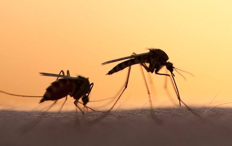 Two mosquitoes sucking the blood of a human's skin