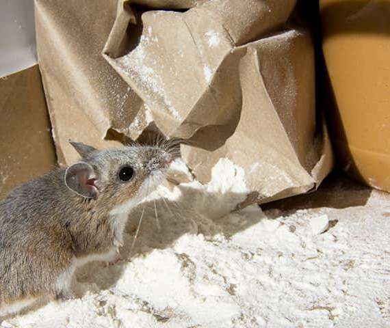 A Mouse sitting in a pile of flour in the kitchen
