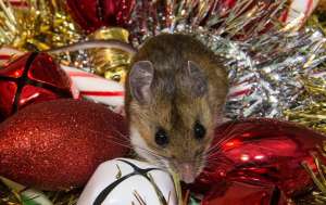 A Mouse in Christmas decorations