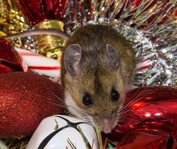 A Mouse in Christmas decorations