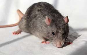A rat on a piece of cloth