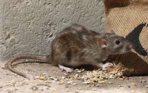 A rat next to sunflower seeds