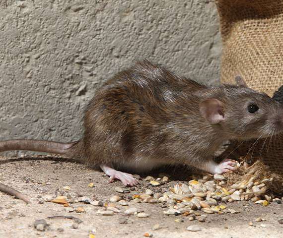 A rat next to sunflower seeds