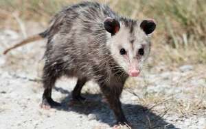 Opossum walking on a driveway