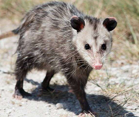 Opossum walking on a driveway