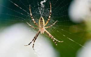 A large black and yellow Spider on a web