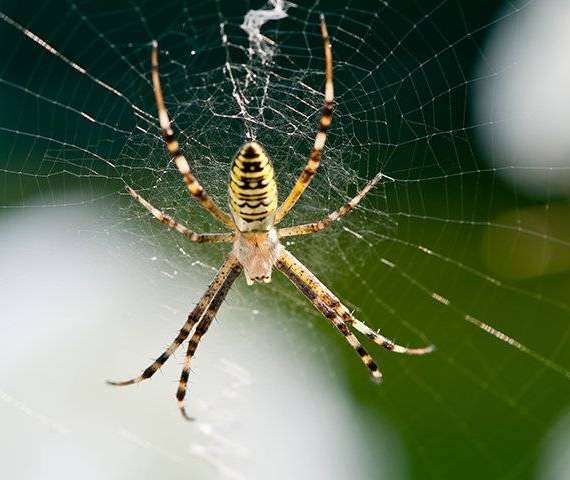 A large black and yellow Spider on a web
