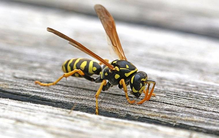 A Paper Wasp on a wooden table
