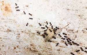 Ants carrying a dead leaf on a driveway