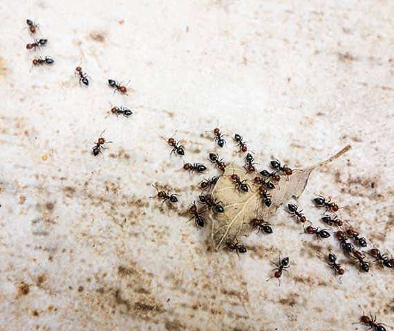 Ants carrying a dead leaf on a driveway