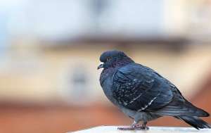 A pigeon standing on top of a building