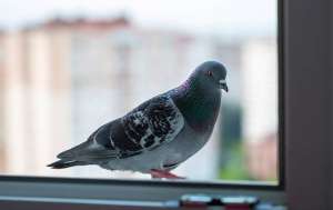 A pigeon on a windowsil