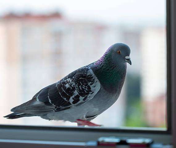 A pigeon on a windowsil