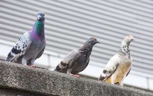 Three pigeons on top of a cement ledge.