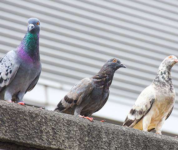 Three pigeons on top of a cement ledge.