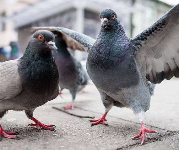 Pigeons on a sidewalk. One Pigeon with its wings spread out.