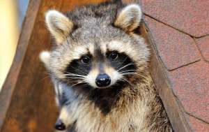 A raccoon on a roof