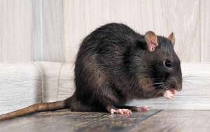 A Rat eating food in a house