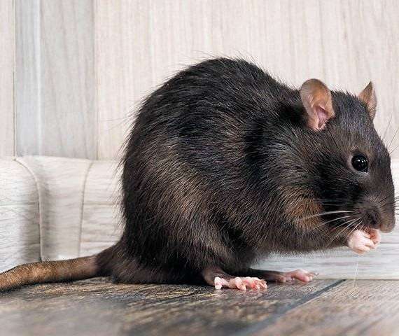A Rat eating food in a house