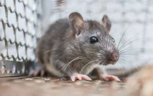 A Rat in a trap