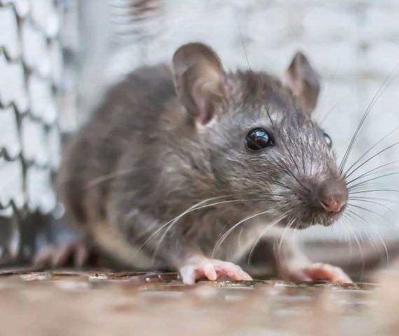A Rat in a trap