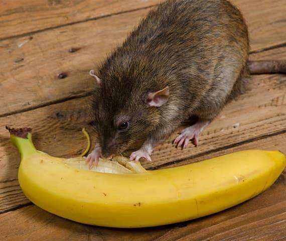 A rat eating a banana
